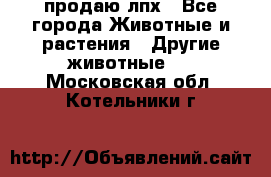 продаю лпх - Все города Животные и растения » Другие животные   . Московская обл.,Котельники г.